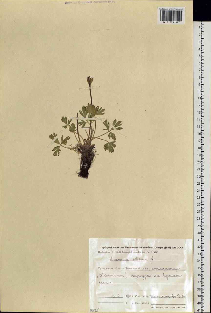 Anemonastrum narcissiflorum subsp. crinitum (Juz.) Raus, Siberia, Chukotka & Kamchatka (S7) (Russia)