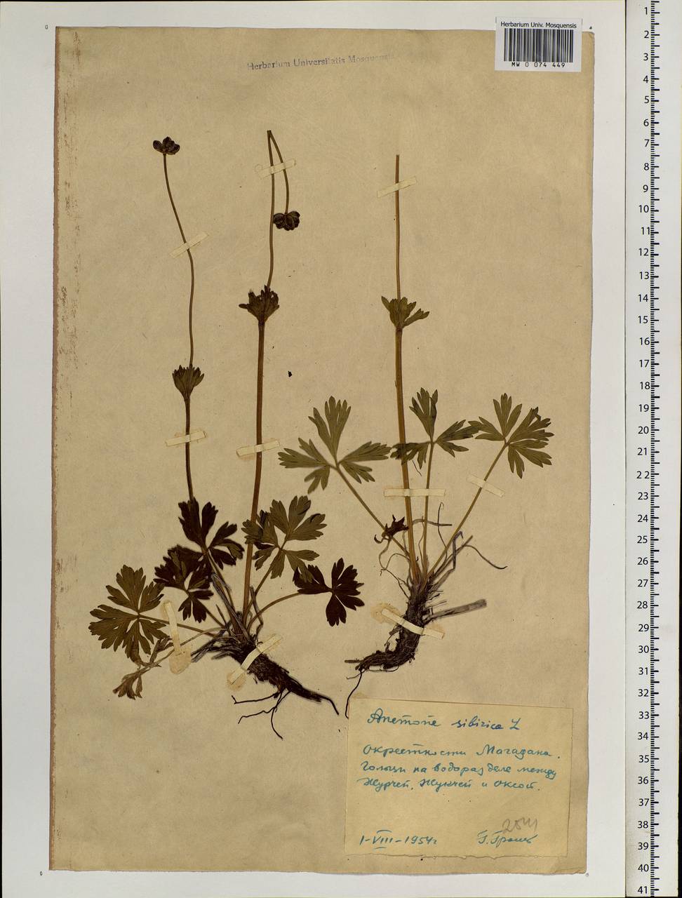 Anemonastrum narcissiflorum subsp. crinitum (Juz.) Raus, Siberia, Chukotka & Kamchatka (S7) (Russia)