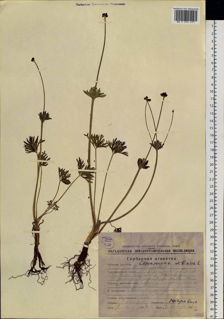 Anemonastrum narcissiflorum subsp. crinitum (Juz.) Raus, Siberia, Chukotka & Kamchatka (S7) (Russia)