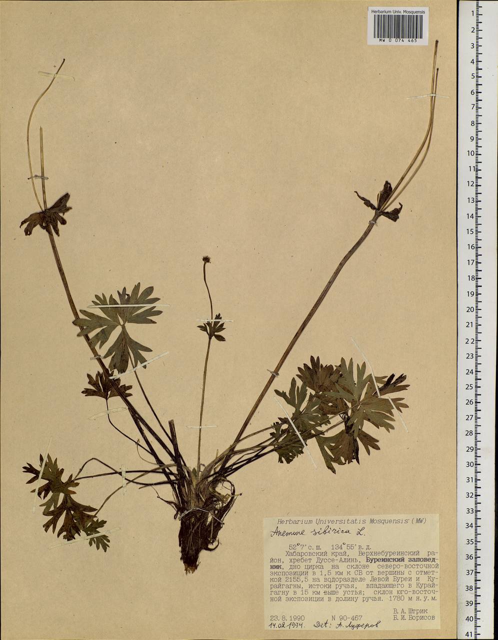 Anemonastrum narcissiflorum subsp. crinitum (Juz.) Raus, Siberia, Russian Far East (S6) (Russia)