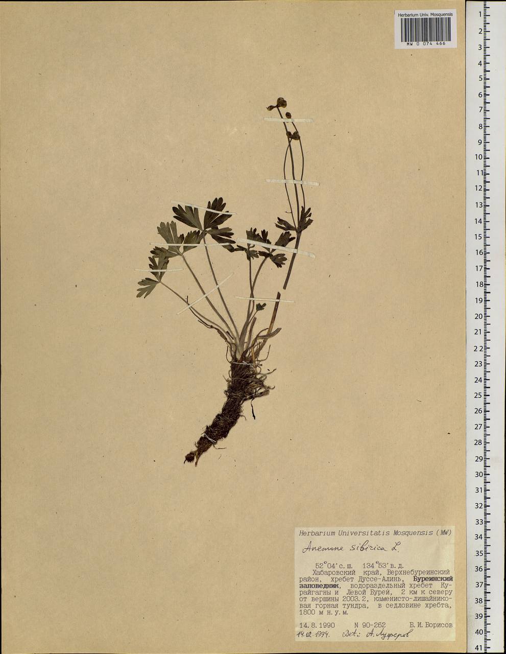 Anemonastrum narcissiflorum subsp. crinitum (Juz.) Raus, Siberia, Russian Far East (S6) (Russia)