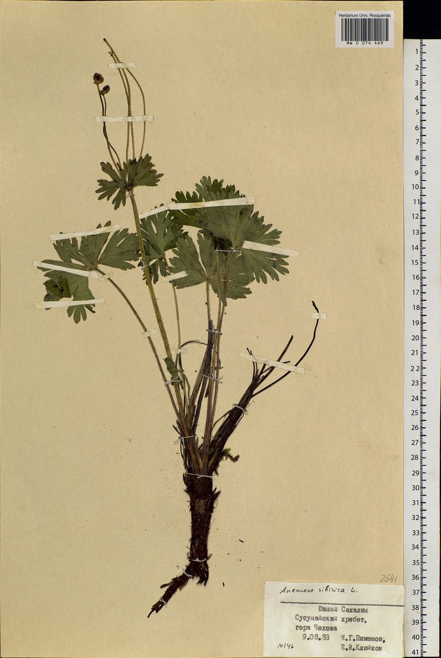 Anemonastrum narcissiflorum subsp. crinitum (Juz.) Raus, Siberia, Russian Far East (S6) (Russia)