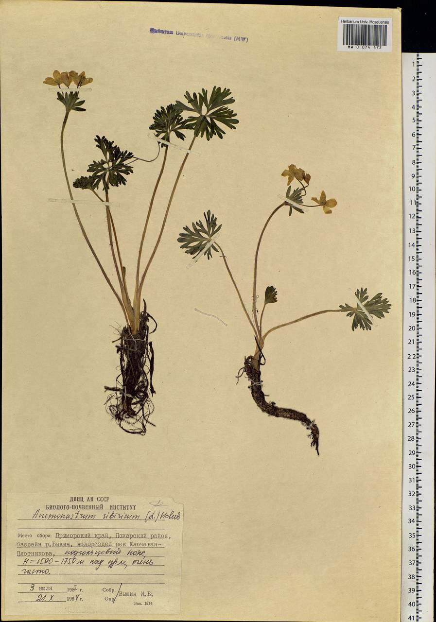 Anemonastrum narcissiflorum subsp. crinitum (Juz.) Raus, Siberia, Russian Far East (S6) (Russia)