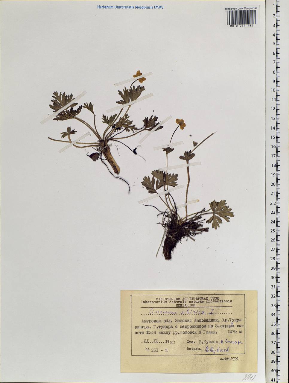 Anemonastrum narcissiflorum subsp. crinitum (Juz.) Raus, Siberia, Russian Far East (S6) (Russia)