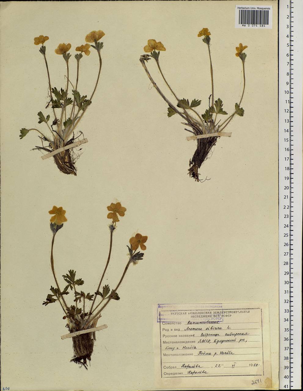 Anemonastrum narcissiflorum subsp. crinitum (Juz.) Raus, Siberia, Yakutia (S5) (Russia)