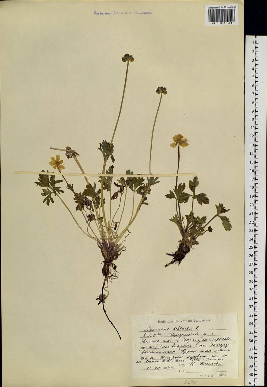 Anemonastrum narcissiflorum subsp. crinitum (Juz.) Raus, Siberia, Yakutia (S5) (Russia)