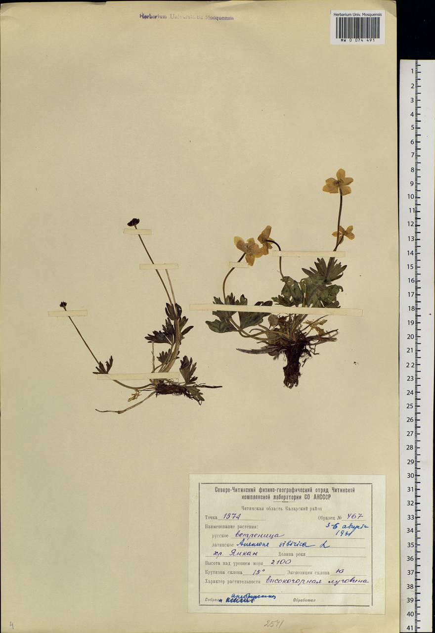 Anemonastrum narcissiflorum subsp. crinitum (Juz.) Raus, Siberia, Baikal & Transbaikal region (S4) (Russia)