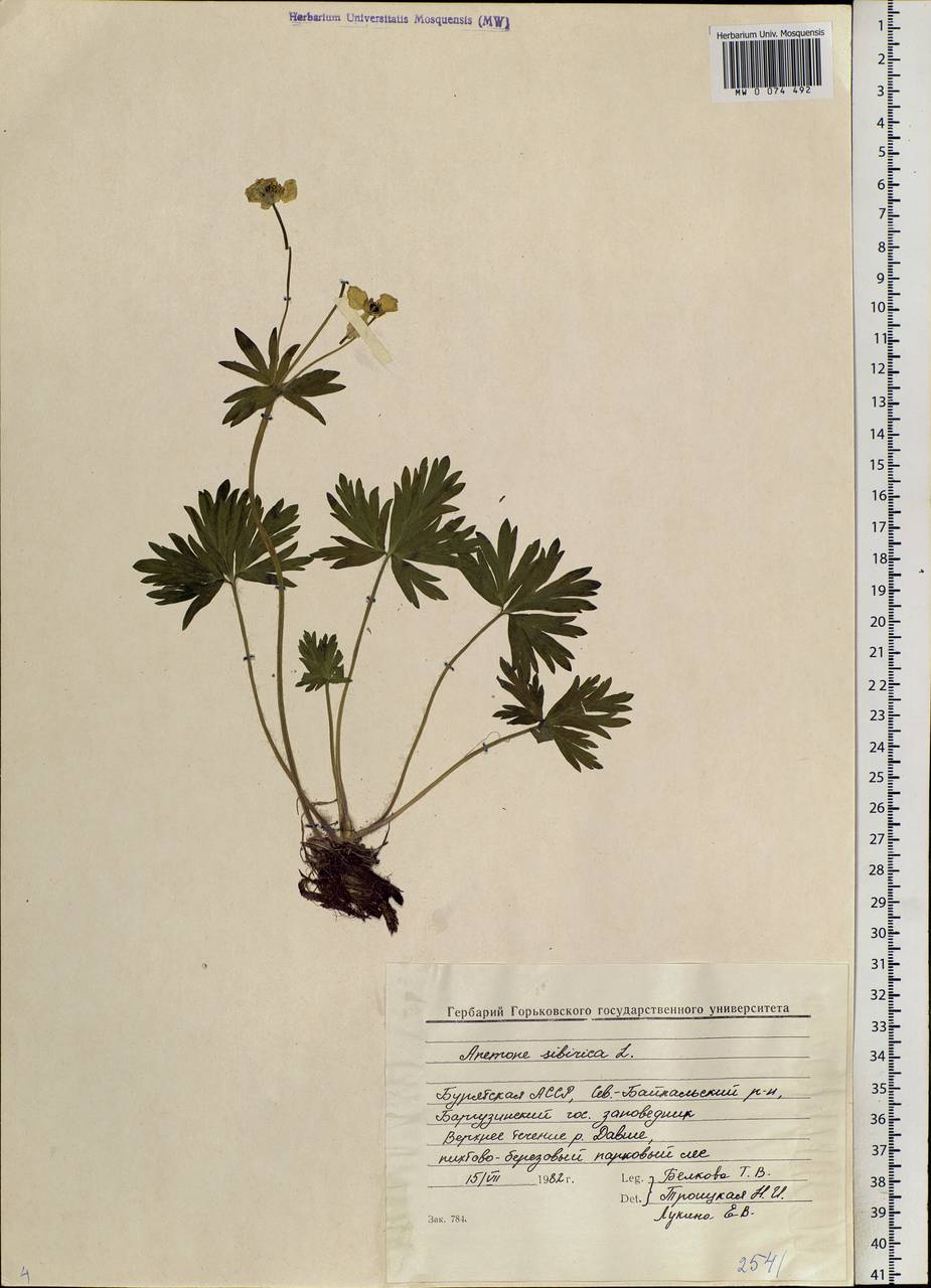 Anemonastrum narcissiflorum subsp. crinitum (Juz.) Raus, Siberia, Baikal & Transbaikal region (S4) (Russia)