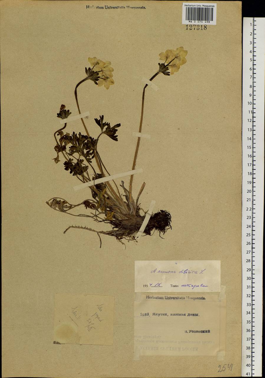 Anemonastrum narcissiflorum subsp. crinitum (Juz.) Raus, Siberia, Yakutia (S5) (Russia)