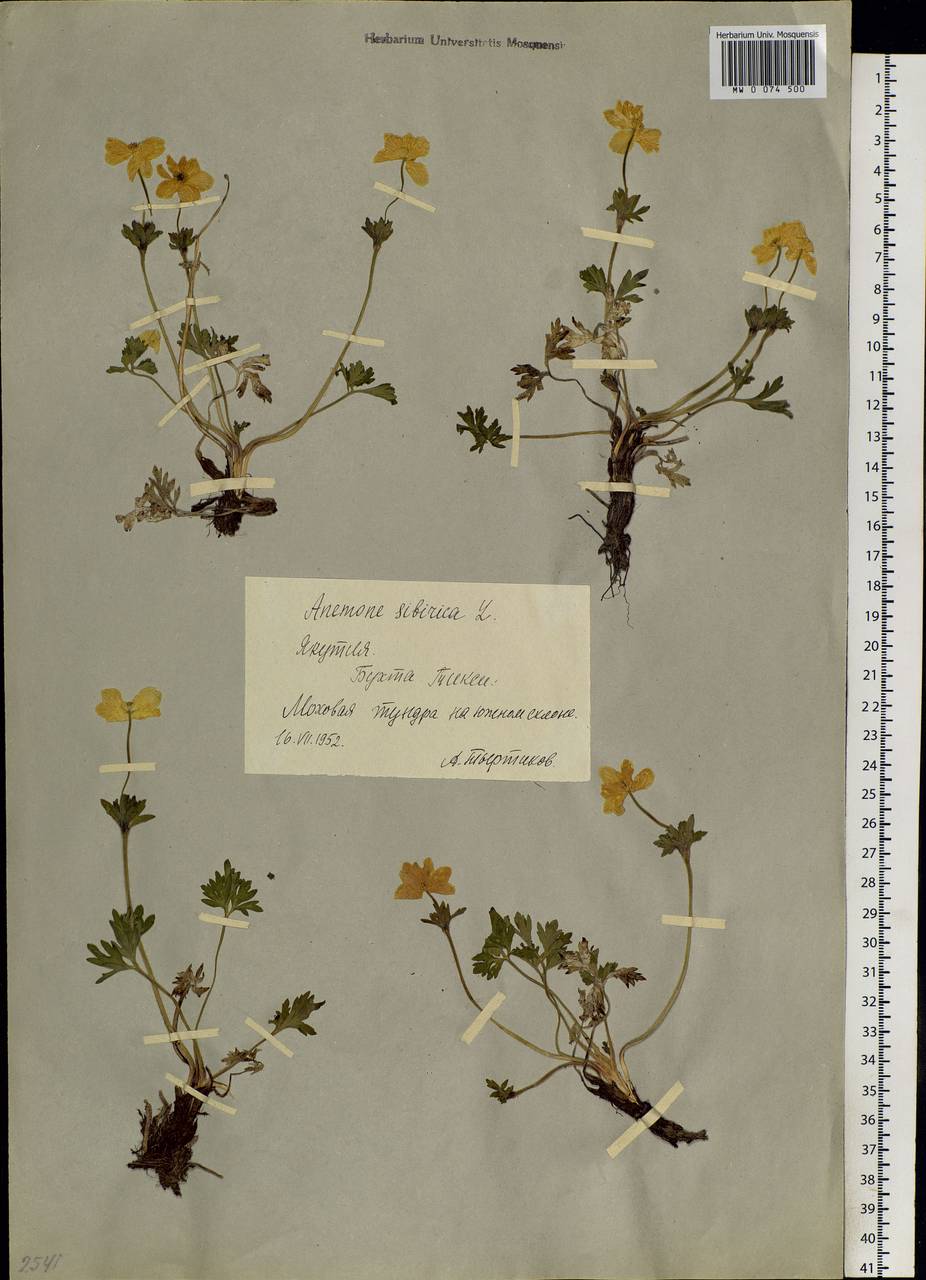 Anemonastrum narcissiflorum subsp. crinitum (Juz.) Raus, Siberia, Yakutia (S5) (Russia)