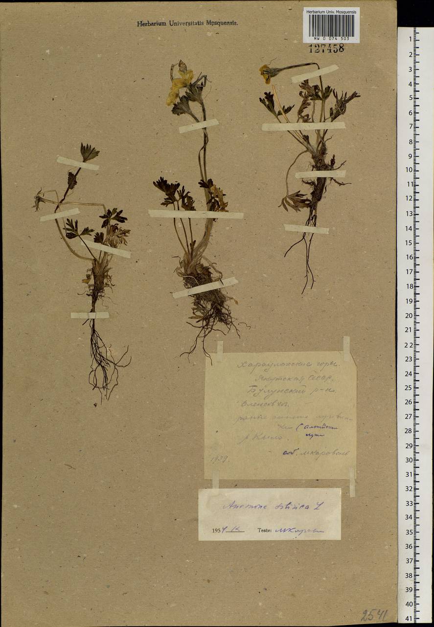 Anemonastrum narcissiflorum subsp. crinitum (Juz.) Raus, Siberia, Yakutia (S5) (Russia)