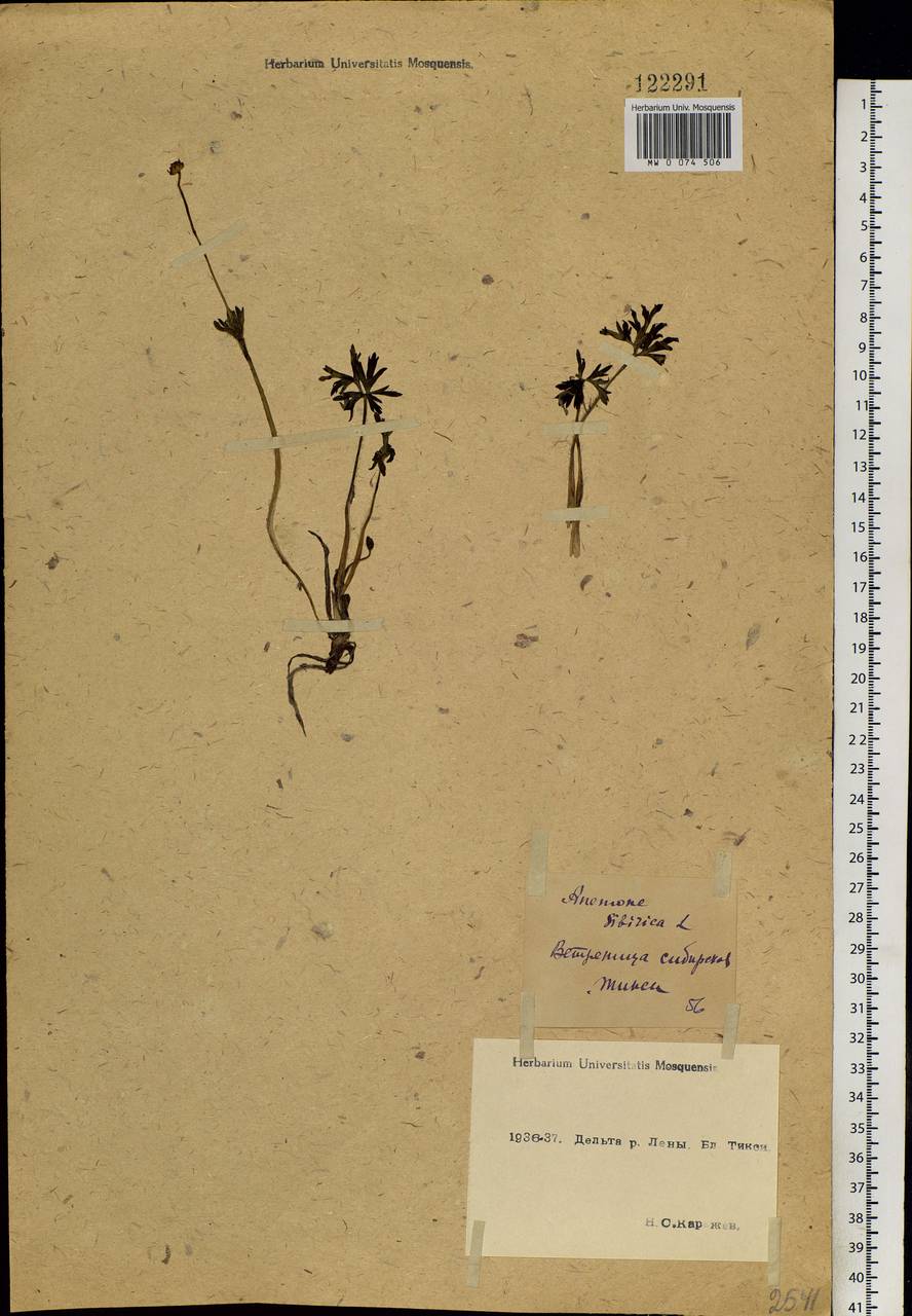 Anemonastrum narcissiflorum subsp. crinitum (Juz.) Raus, Siberia, Yakutia (S5) (Russia)