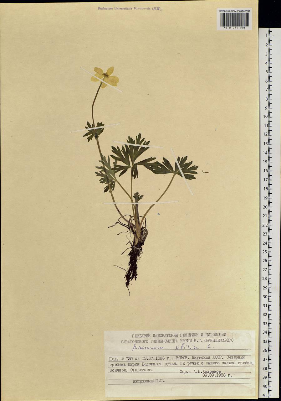 Anemonastrum narcissiflorum subsp. crinitum (Juz.) Raus, Siberia, Yakutia (S5) (Russia)