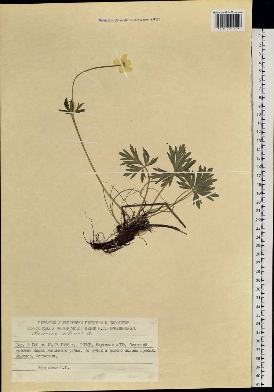 Anemonastrum narcissiflorum subsp. crinitum (Juz.) Raus, Siberia, Yakutia (S5) (Russia)