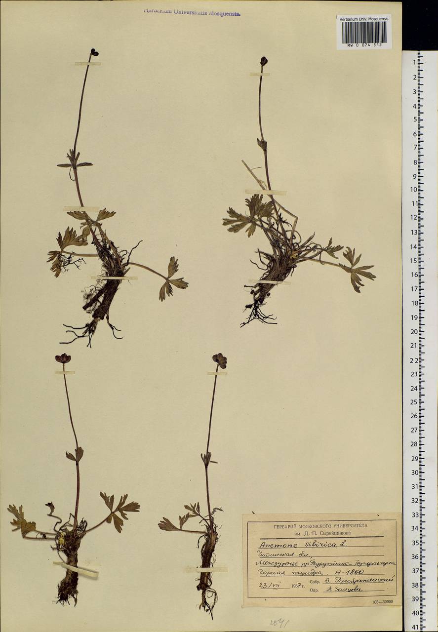 Anemonastrum narcissiflorum subsp. crinitum (Juz.) Raus, Siberia, Baikal & Transbaikal region (S4) (Russia)