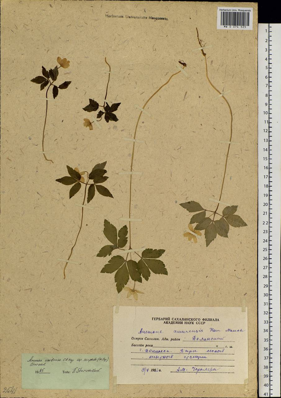 Anemone sciaphila Popov, Siberia, Russian Far East (S6) (Russia)