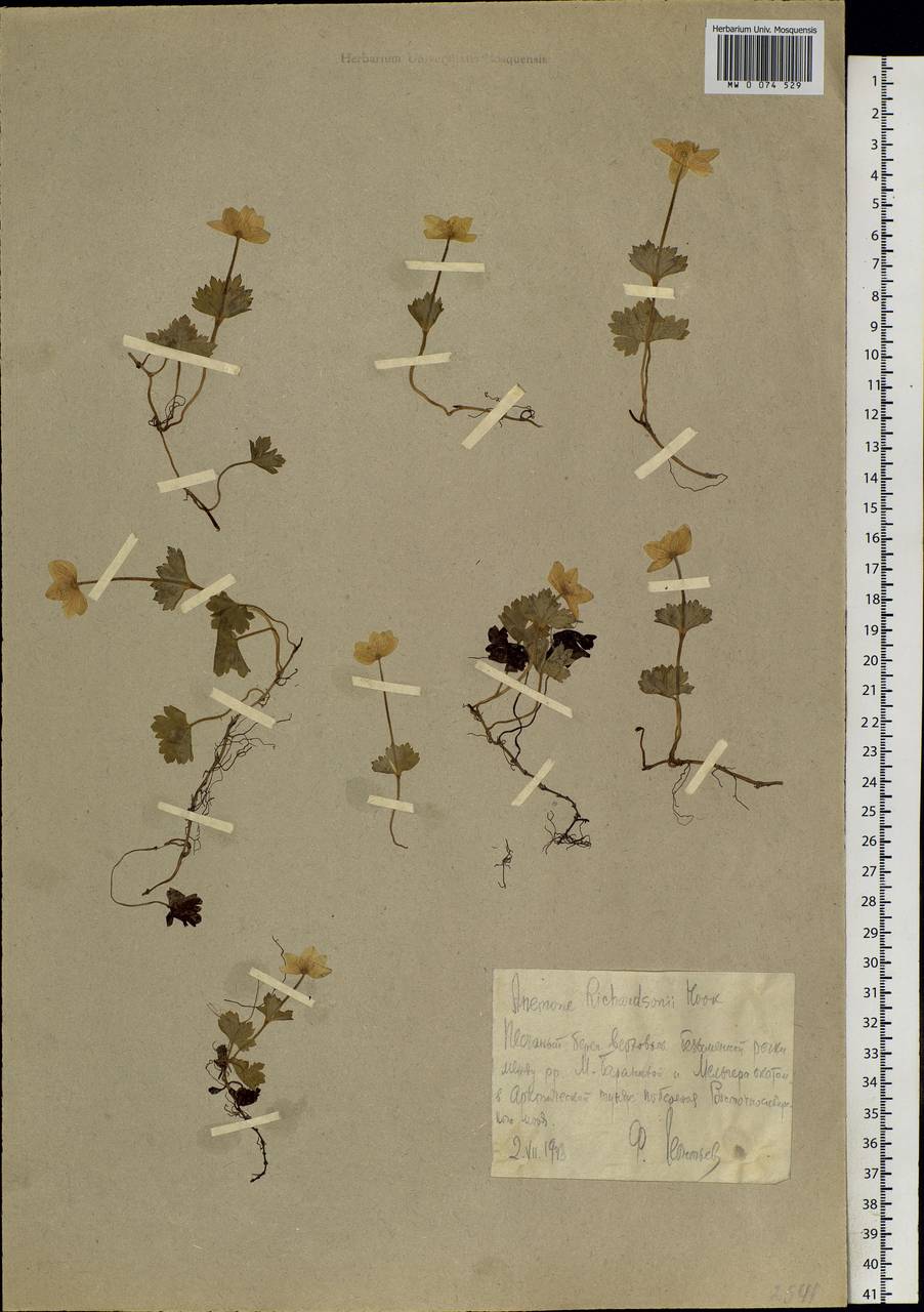 Anemonastrum richardsonii (Hook.) Mosyakin, Siberia, Chukotka & Kamchatka (S7) (Russia)