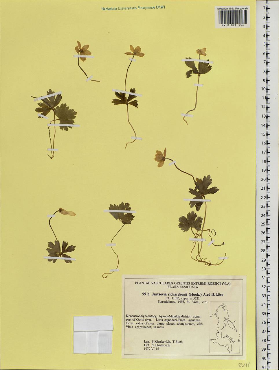 Anemonastrum richardsonii (Hook.) Mosyakin, Siberia, Russian Far East (S6) (Russia)