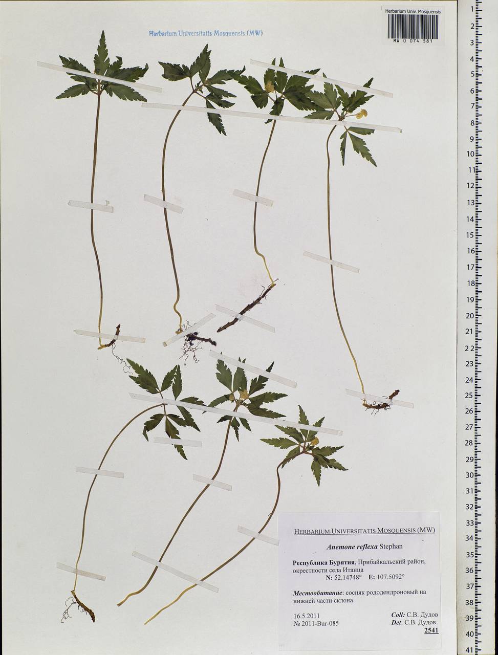 Anemone reflexa Steph. & Willd., Siberia, Baikal & Transbaikal region (S4) (Russia)
