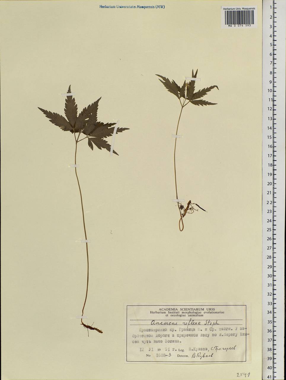 Anemone reflexa Steph. & Willd., Siberia, Central Siberia (S3) (Russia)