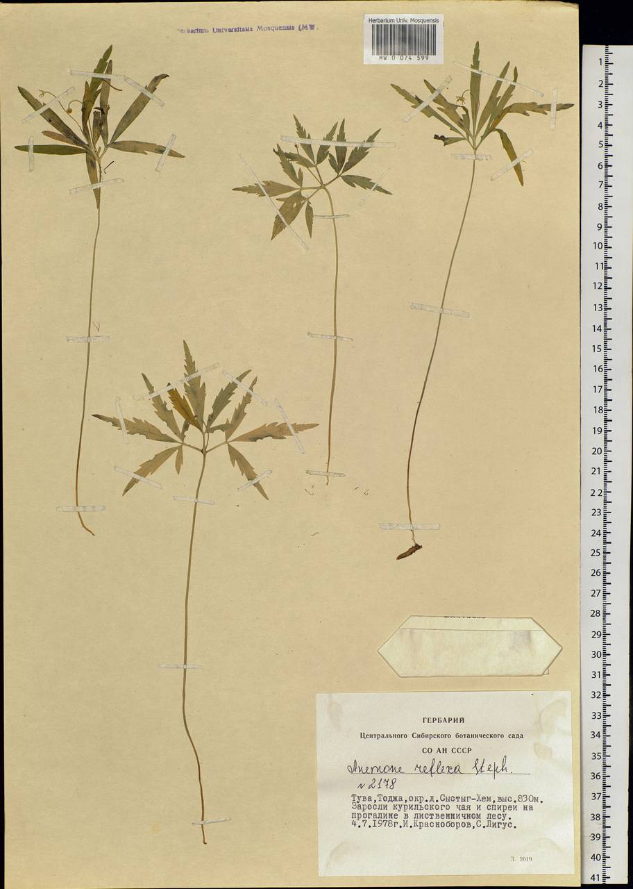 Anemone reflexa Steph. & Willd., Siberia, Altai & Sayany Mountains (S2) (Russia)