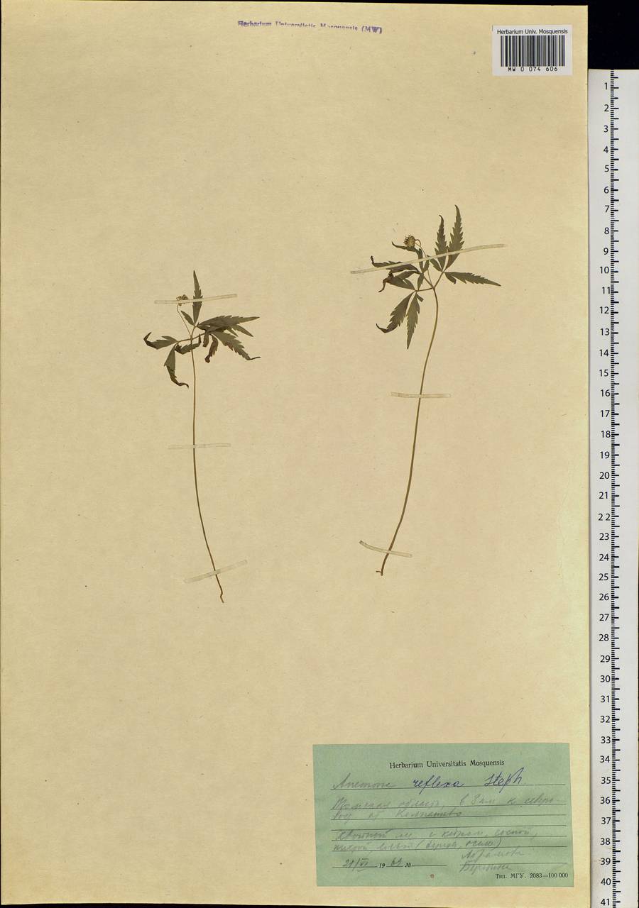 Anemone reflexa Steph. & Willd., Siberia, Western Siberia (S1) (Russia)