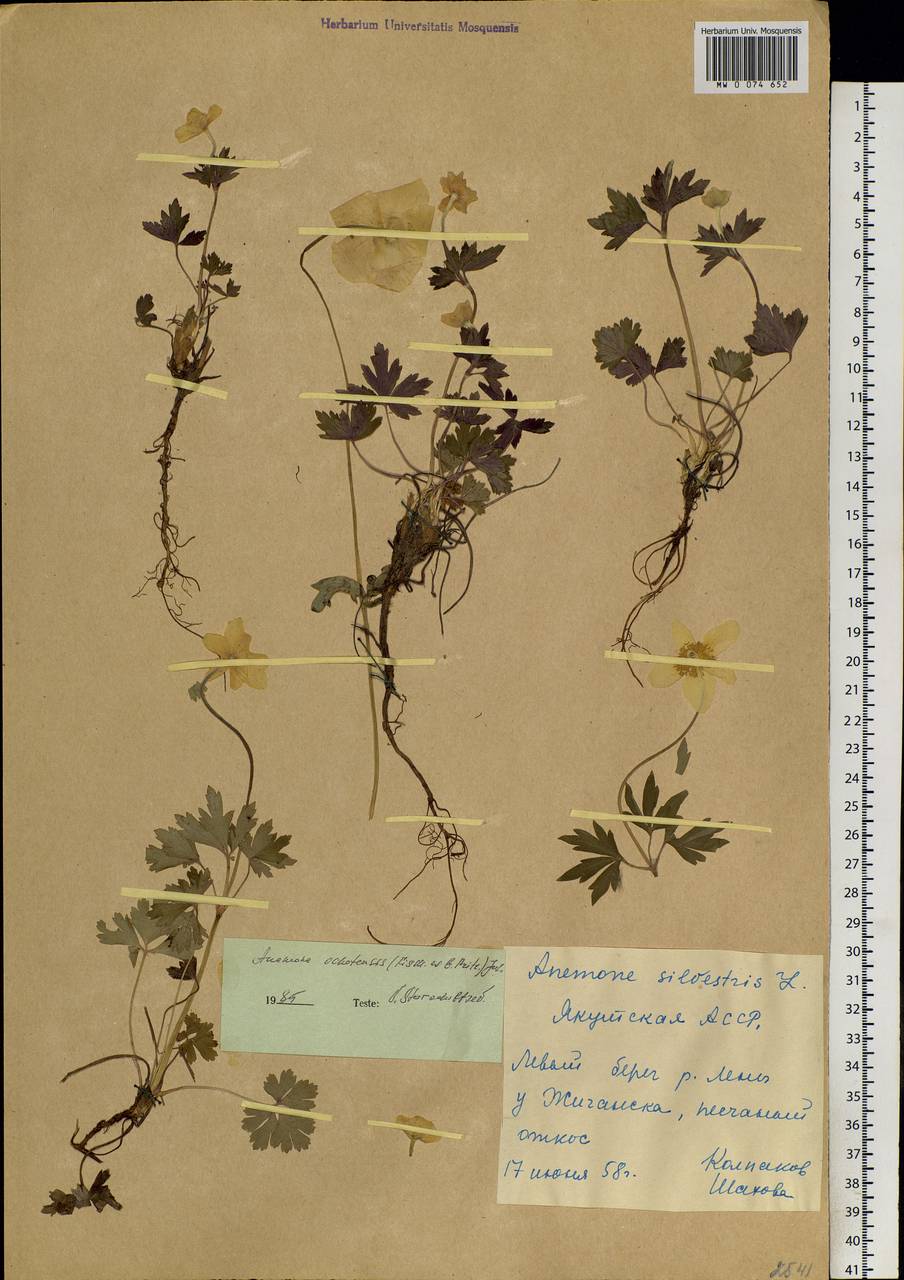 Anemone ochotensis (Fisch. ex Pritz.) Juz., Siberia, Yakutia (S5) (Russia)