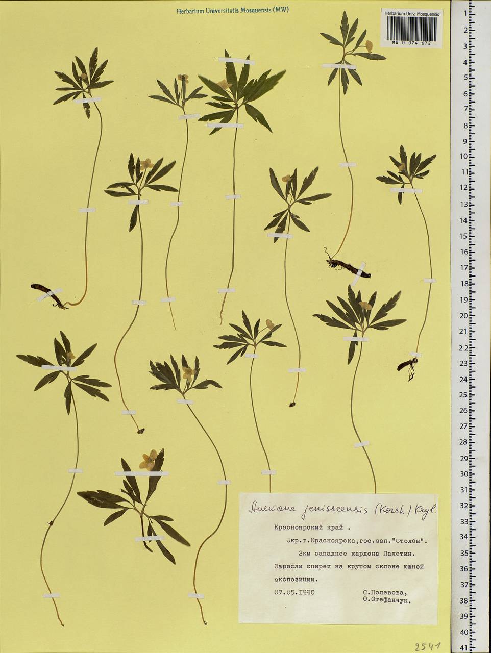 Anemone jenisseensis (Korsh.) Krylov & Steinb., Siberia, Central Siberia (S3) (Russia)