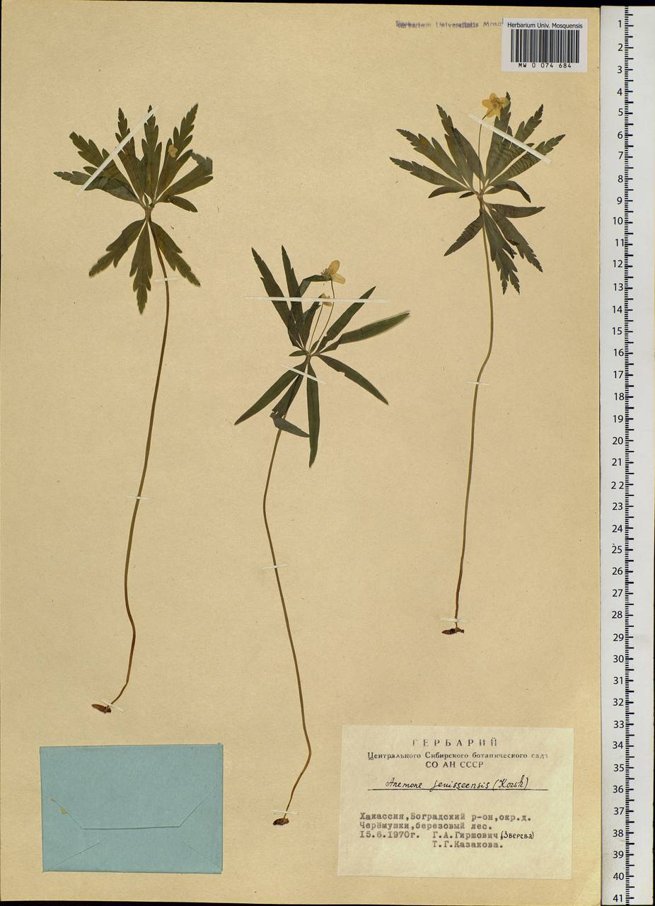 Anemone jenisseensis (Korsh.) Krylov & Steinb., Siberia, Altai & Sayany Mountains (S2) (Russia)