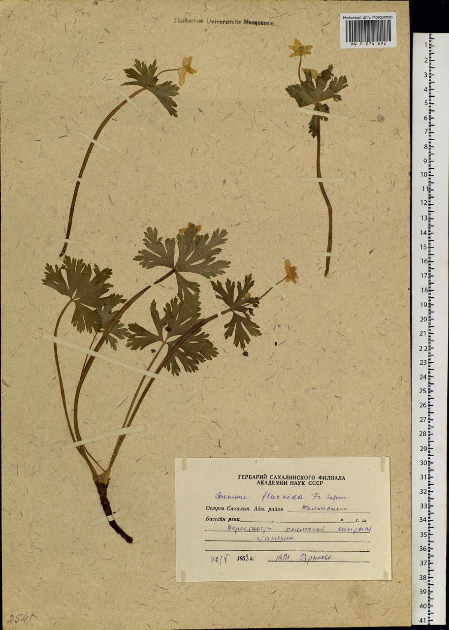 Anemonastrum flaccidum (F. Schmidt) Mosyakin, Siberia, Russian Far East (S6) (Russia)