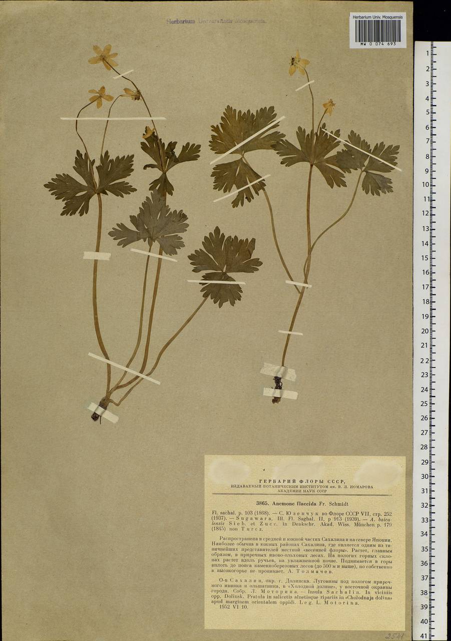 Anemonastrum flaccidum (F. Schmidt) Mosyakin, Siberia, Russian Far East (S6) (Russia)