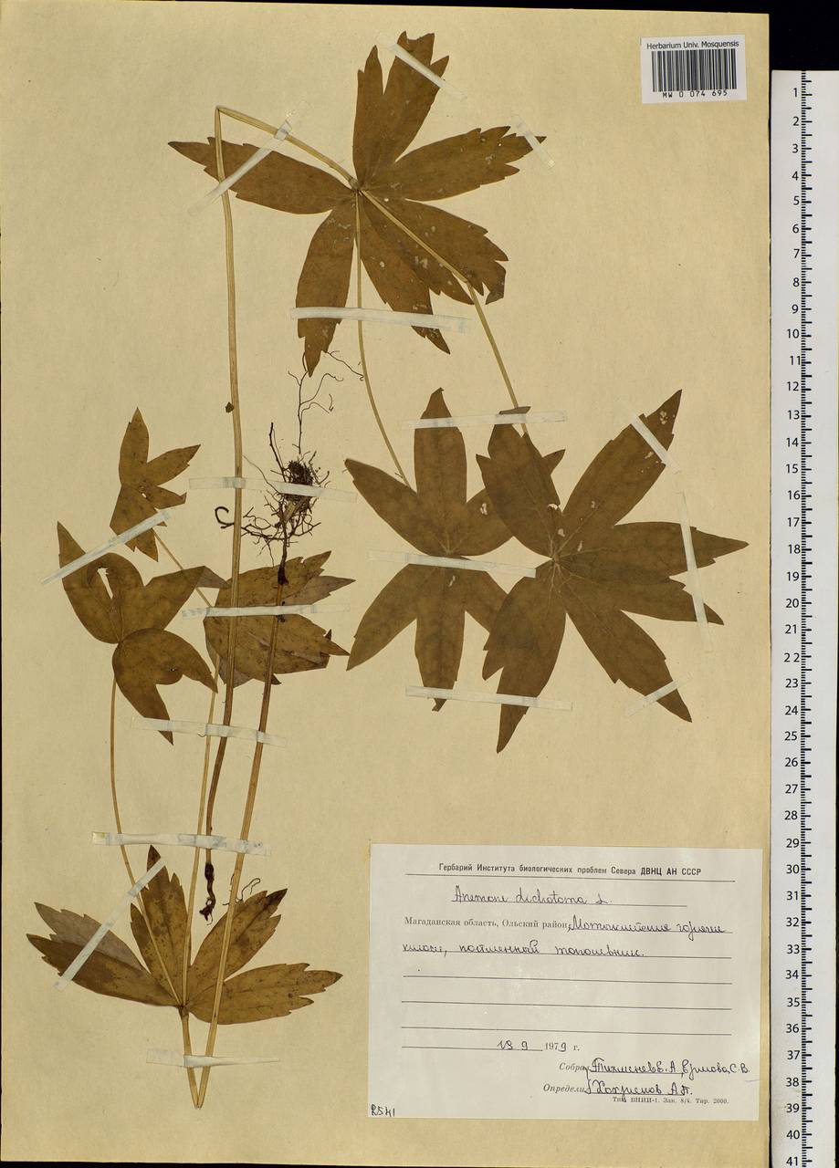 Anemonastrum dichotomum (L.) Mosyakin, Siberia, Chukotka & Kamchatka (S7) (Russia)