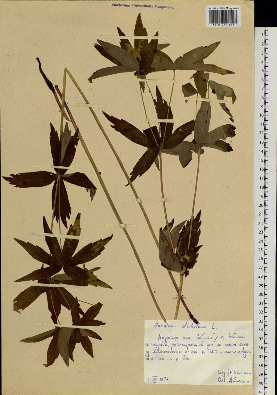 Anemonastrum dichotomum (L.) Mosyakin, Siberia, Russian Far East (S6) (Russia)