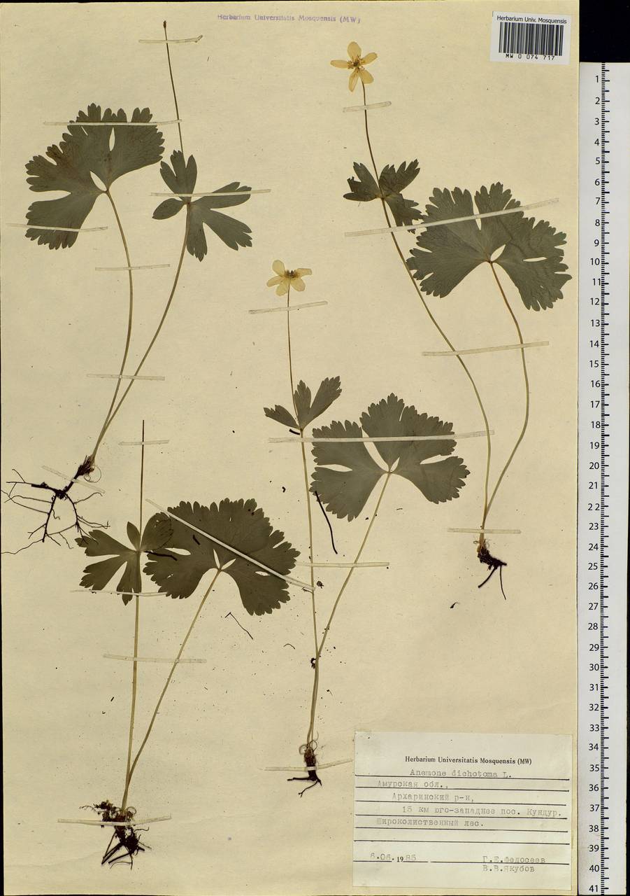 Anemonastrum dichotomum (L.) Mosyakin, Siberia, Russian Far East (S6) (Russia)