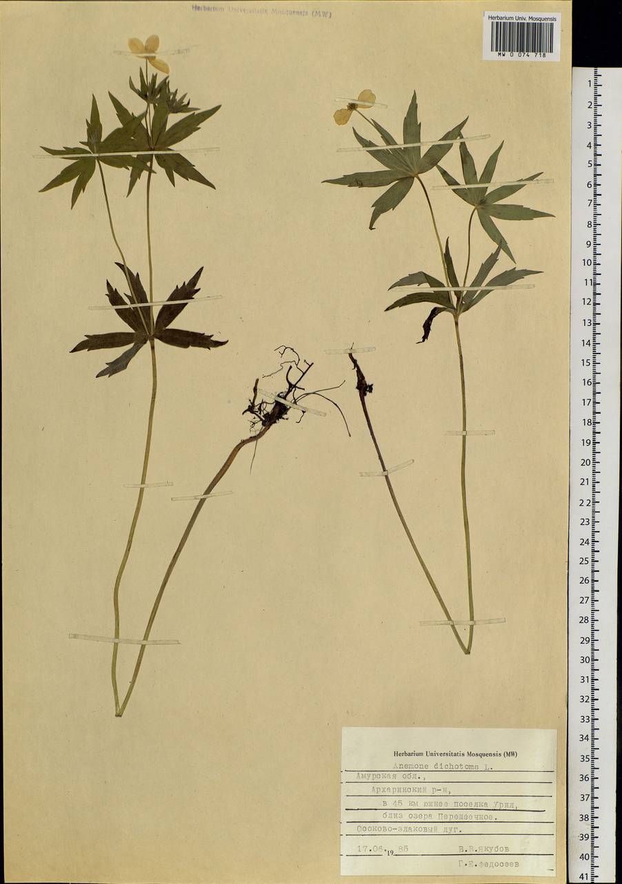 Anemonastrum dichotomum (L.) Mosyakin, Siberia, Russian Far East (S6) (Russia)