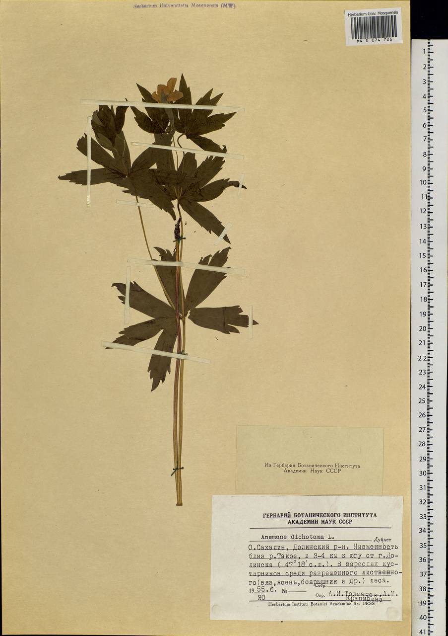 Anemonastrum dichotomum (L.) Mosyakin, Siberia, Russian Far East (S6) (Russia)