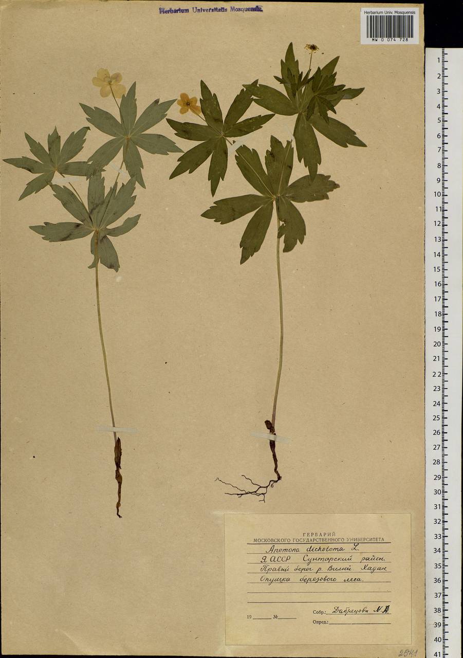 Anemonastrum dichotomum (L.) Mosyakin, Siberia, Yakutia (S5) (Russia)