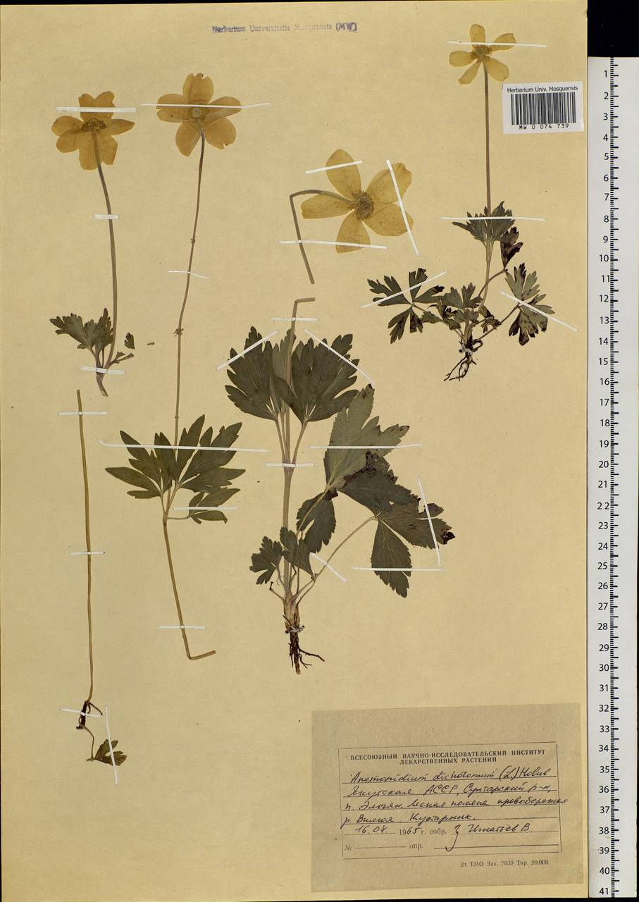 Anemonastrum dichotomum (L.) Mosyakin, Siberia, Yakutia (S5) (Russia)