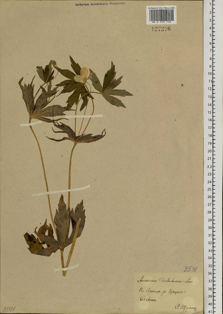 Anemonastrum dichotomum (L.) Mosyakin, Siberia, Baikal & Transbaikal region (S4) (Russia)