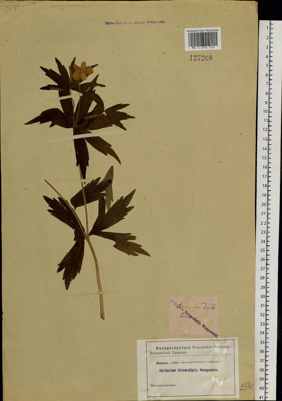 Anemonastrum dichotomum (L.) Mosyakin, Siberia, Baikal & Transbaikal region (S4) (Russia)