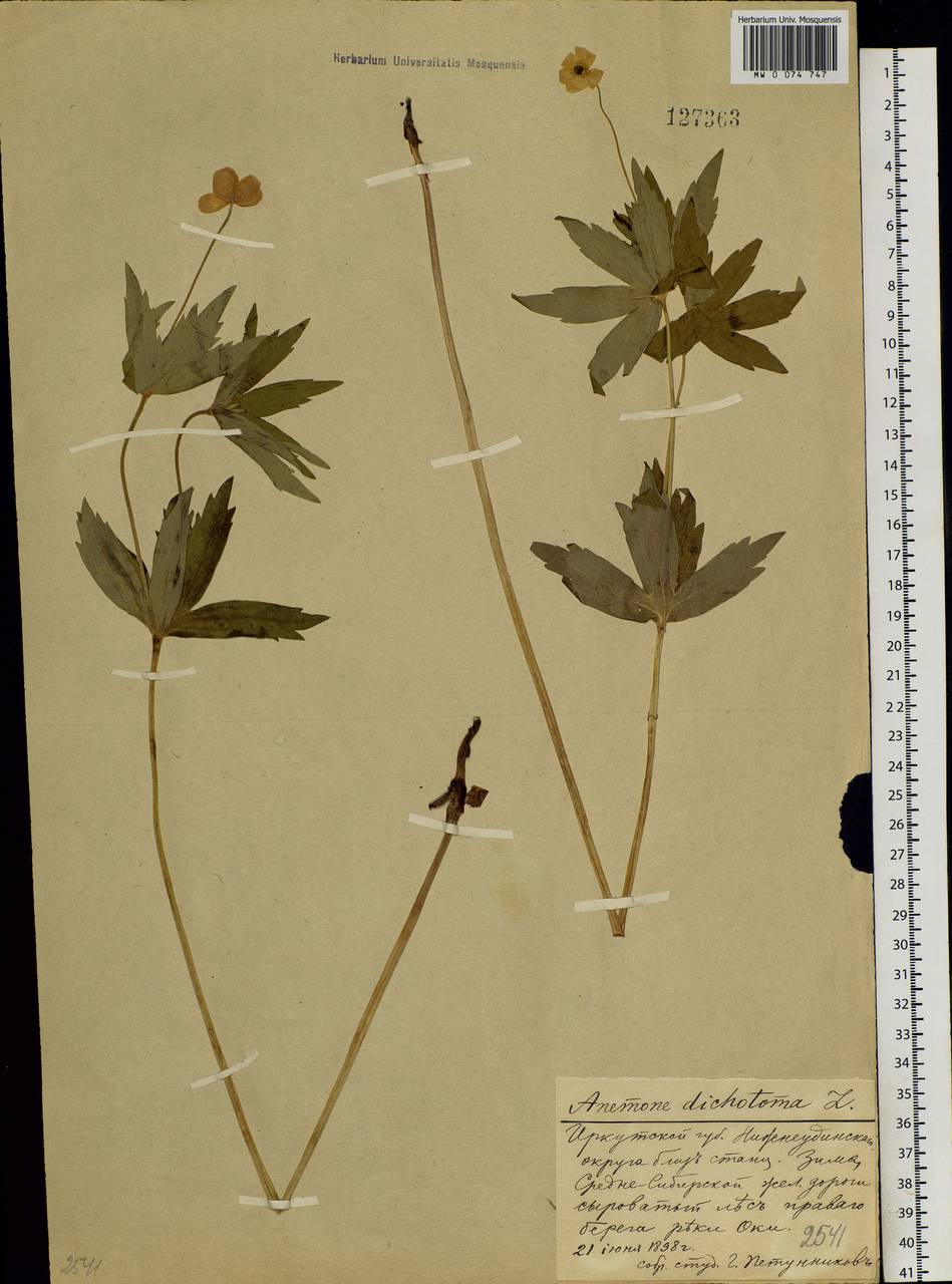 Anemonastrum dichotomum (L.) Mosyakin, Siberia, Baikal & Transbaikal region (S4) (Russia)