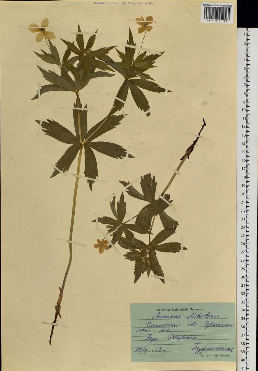 Anemonastrum dichotomum (L.) Mosyakin, Siberia, Baikal & Transbaikal region (S4) (Russia)