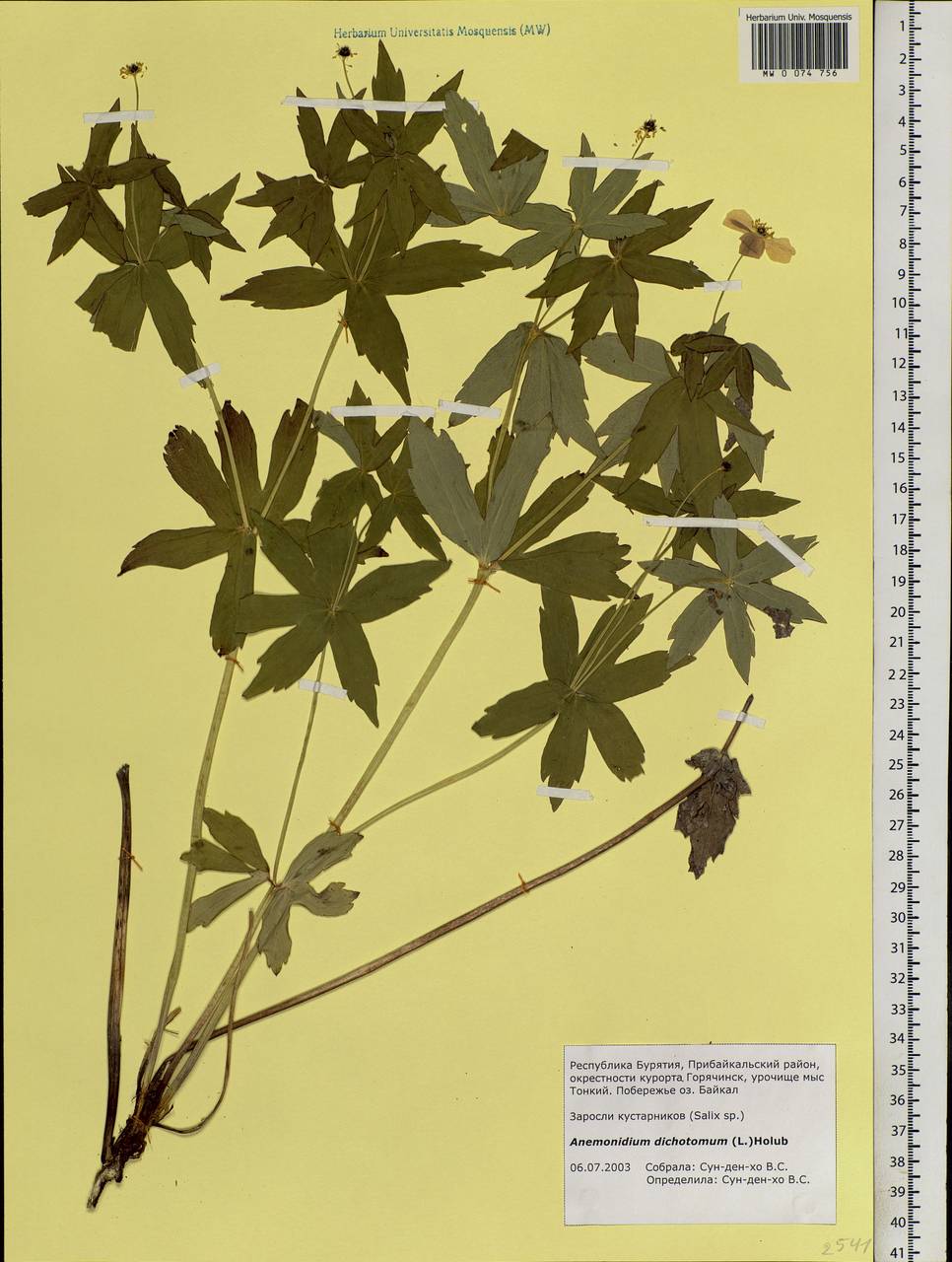 Anemonastrum dichotomum (L.) Mosyakin, Siberia, Baikal & Transbaikal region (S4) (Russia)