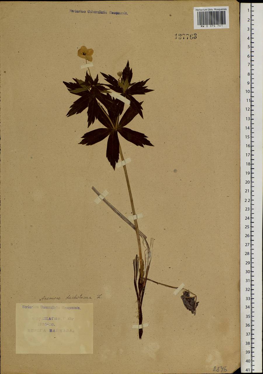 Anemonastrum dichotomum (L.) Mosyakin, Siberia, Baikal & Transbaikal region (S4) (Russia)