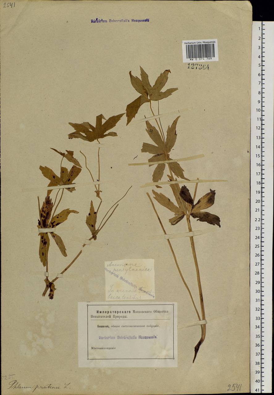 Anemonastrum dichotomum (L.) Mosyakin, Siberia, Baikal & Transbaikal region (S4) (Russia)