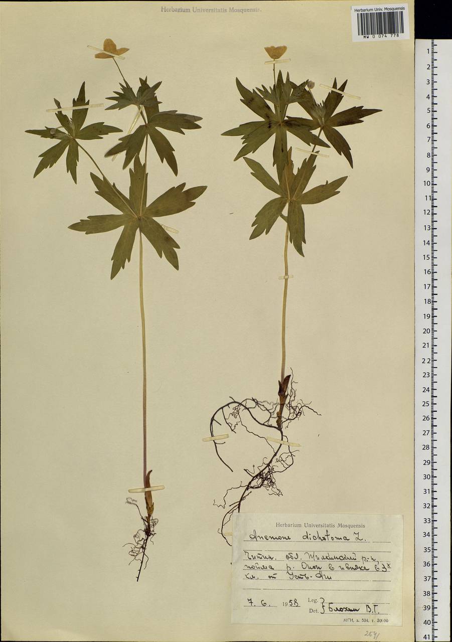 Anemonastrum dichotomum (L.) Mosyakin, Siberia, Baikal & Transbaikal region (S4) (Russia)