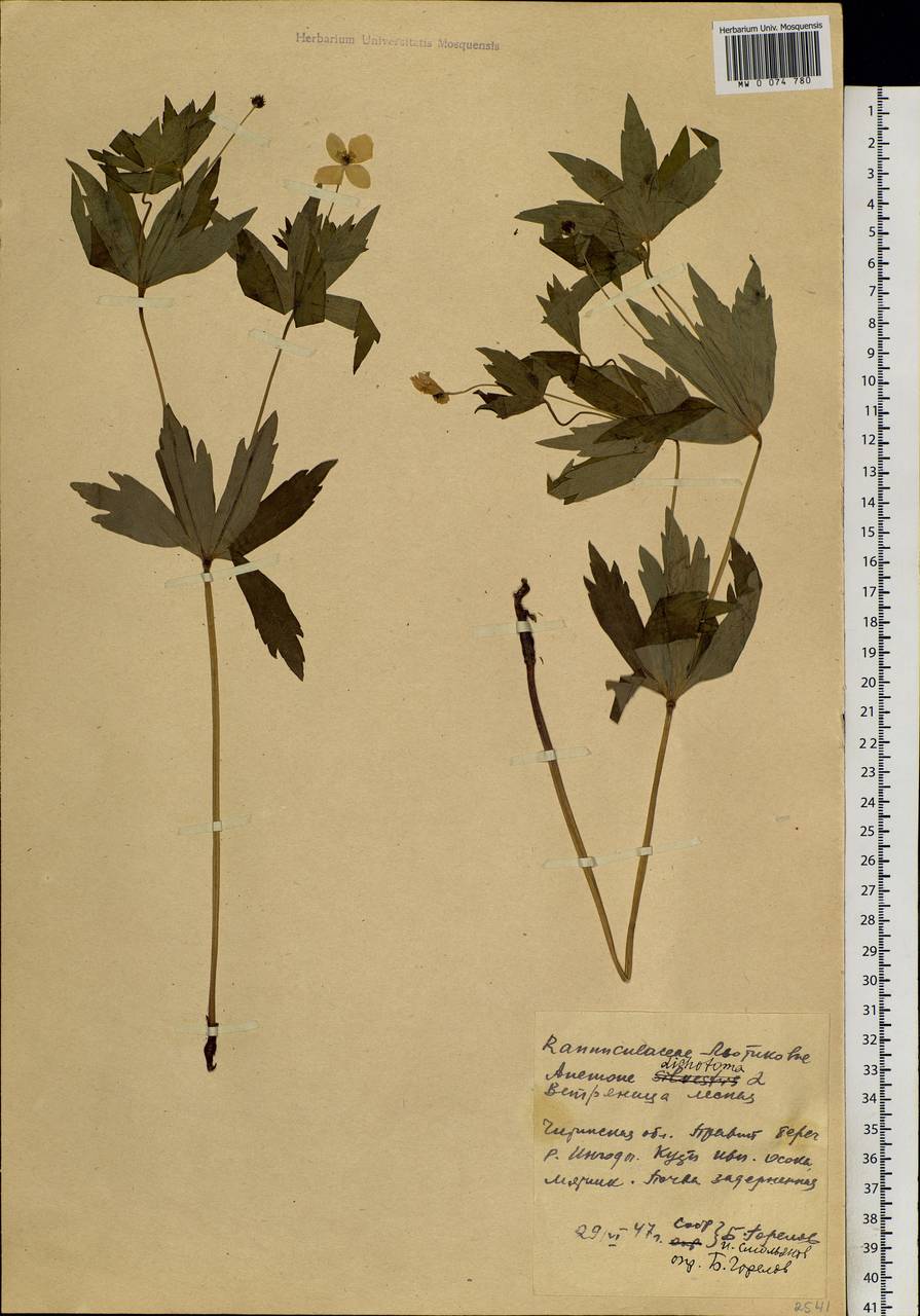 Anemonastrum dichotomum (L.) Mosyakin, Siberia, Baikal & Transbaikal region (S4) (Russia)