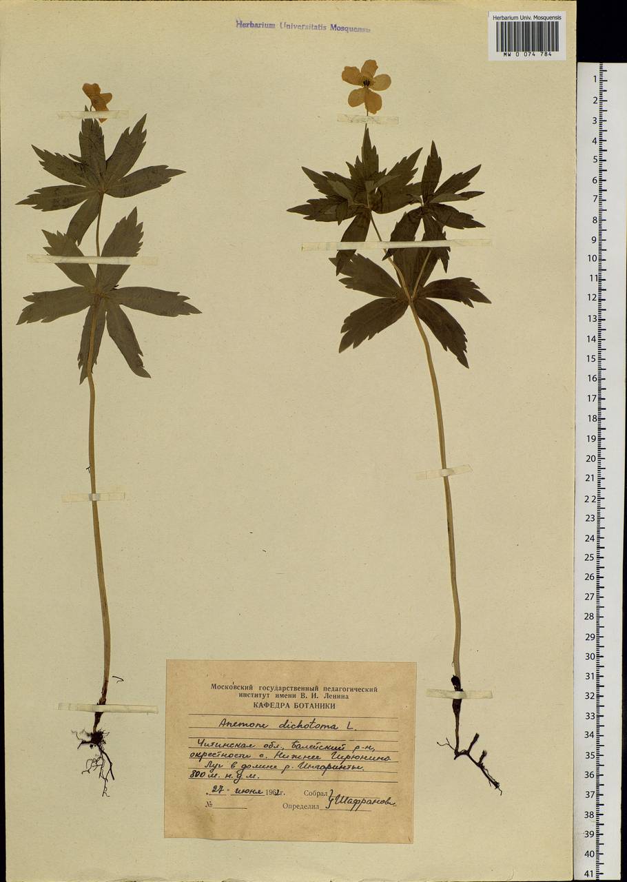 Anemonastrum dichotomum (L.) Mosyakin, Siberia, Baikal & Transbaikal region (S4) (Russia)