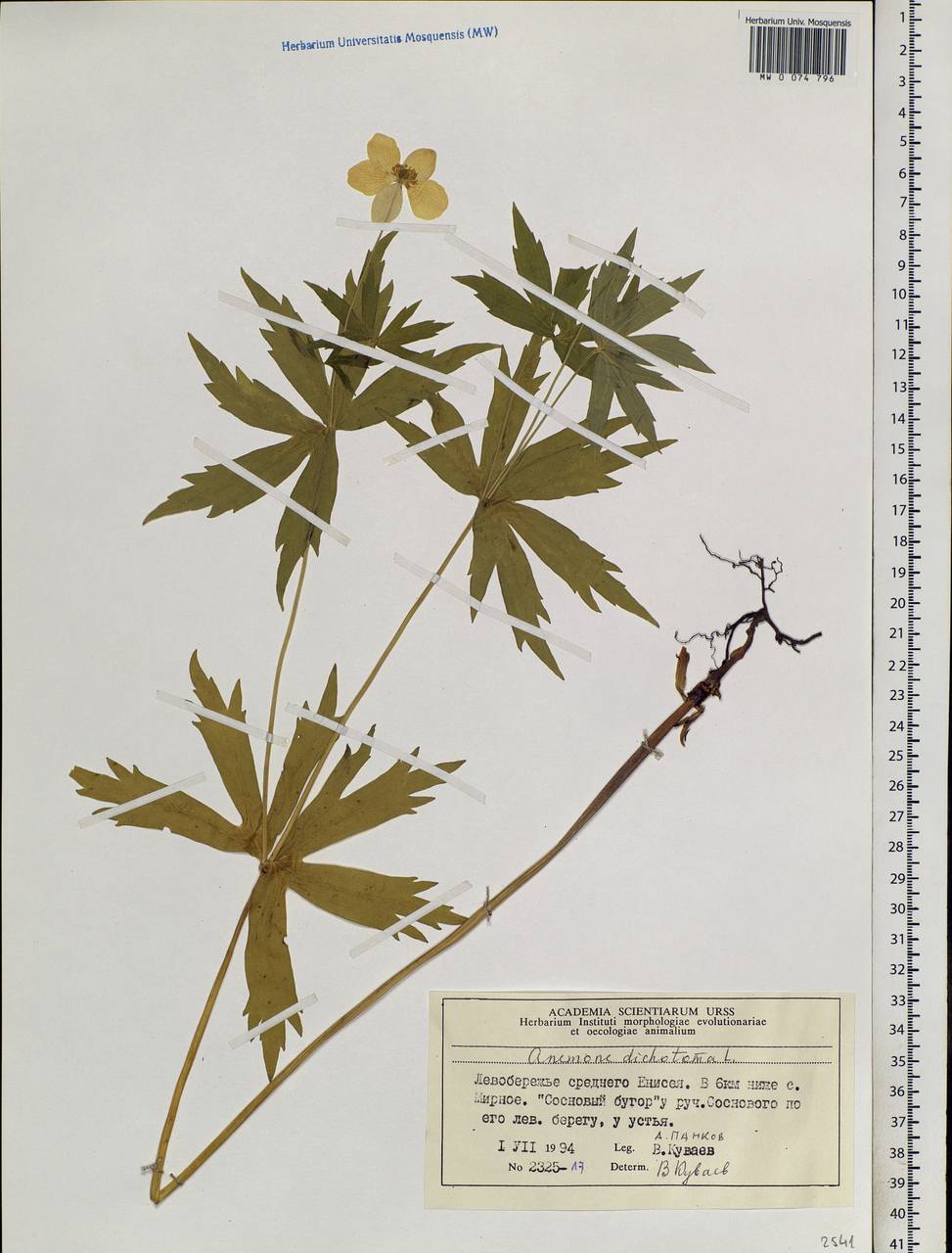 Anemonastrum dichotomum (L.) Mosyakin, Siberia, Central Siberia (S3) (Russia)