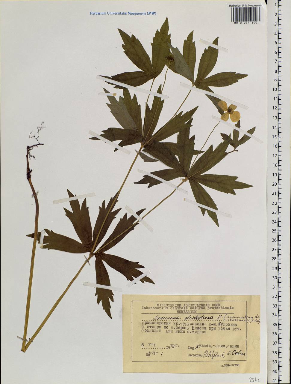 Anemonastrum dichotomum (L.) Mosyakin, Siberia, Central Siberia (S3) (Russia)